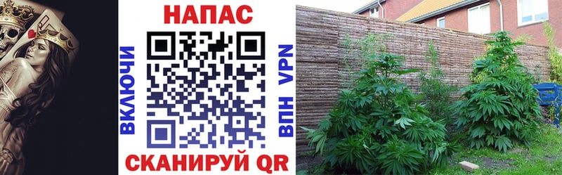 дарк нет какой сайт  где продают наркотики  Ковылкино  Каннабис сатива 